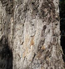 Tamarindus indica - Bark - Click to enlarge!
