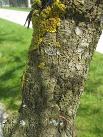 Tamarix parviflora - Bark - Click to enlarge!