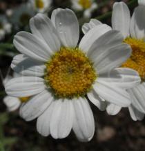 Tanacetum balsamita - Flower - Click to enlarge!