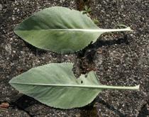 Tanacetum balsamita - Upper and lower surface of leaf - Click to enlarge!