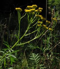 Tanacetum vulgare - Inflorescence, side view - Click to enlarge!