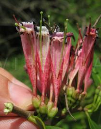 Tapinanthus bangwensis - Flowers - Click to enlarge!