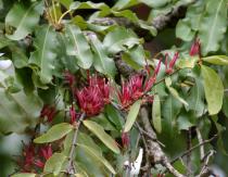 Tapinanthus globiferus - Inflorescences - Click to enlarge!