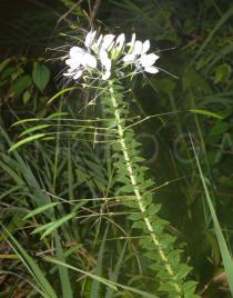 Tarenaya hassleriana - Inflorescence - Click to enlarge!