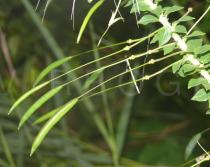 Tarenaya hassleriana - Fruits - Click to enlarge!