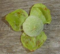Tectona grandis - Single fruit - Click to enlarge!