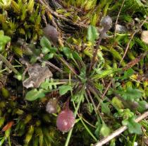 Teesdalia nudicaulis - Basal rosette - Click to enlarge!