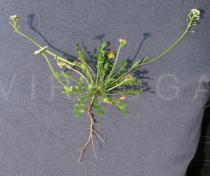 Teesdalia nudicaulis - Uprooted plant - Click to enlarge!