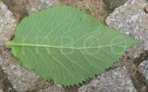 Telekia speciosa - Lower surface of leaf - Click to enlarge!