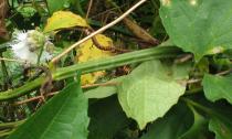 Telfairia occidentalis - Stem section - Click to enlarge!