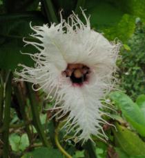 Telfairia occidentalis - Female flower - Click to enlarge!