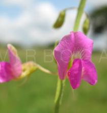Tephrosia purpurea - Flower - Click to enlarge!