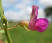 Tephrosia purpurea - Flower, side view - Click to enlarge!