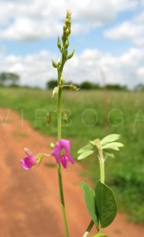 Tephrosia purpurea - Inflorescence - Click to enlarge!