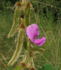 Tephrosia vogelii - Flower - Click to enlarge!