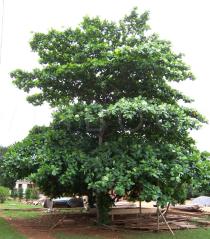 Terminalia catappa - Habit solitary tree - Click to enlarge!
