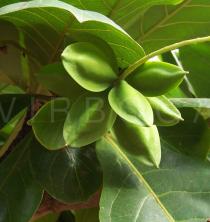 Terminalia catappa - Young fruits - Click to enlarge!