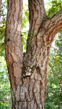 Terminalia fagifolia - Bark - Click to enlarge!