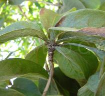 Terminalia fagifolia - Leaf - Click to enlarge!