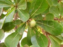 Terminalia mantaly - Fruit - Click to enlarge!