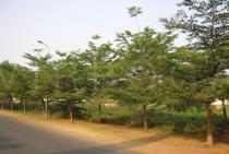 Terminalia mantaly - Road side trees - Click to enlarge!