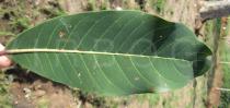 Terminalia schimperiana - Upper surface of leaf blade - Click to enlarge!