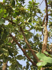 Terminalia schimperiana - Branches - Click to enlarge!
