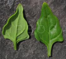 Tetragonia tetragonioides - Upper and lower side of leaf - Click to enlarge!