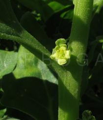 Tetragonia tetragonioides - Flower - Click to enlarge!