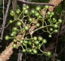 Tetrastigma lenticellatum - Unripe fruits - Click to enlarge!
