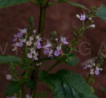Teucrium quadrifarium - Flowers - Click to enlarge!