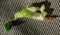 Teucrium scorodonia - Flower - Click to enlarge!