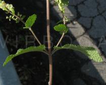 Teucrium scorodonia - Leaf insertion - Click to enlarge!