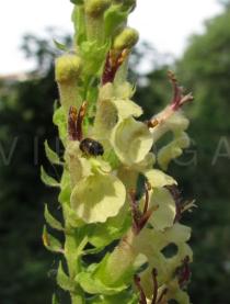 Teucrium scorodonia - Flowers - Click to enlarge!