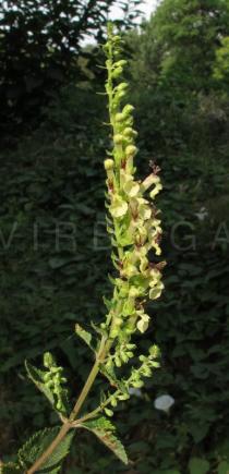 Teucrium scorodonia - Inflorescence - Click to enlarge!