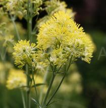 Thalictrum flavum - Inflorescence, close-up - Click to enlarge!