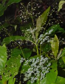 Thalictrum foliolosum - Inflorescence - Click to enlarge!