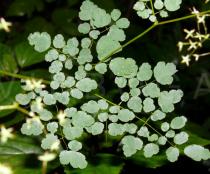 Thalictrum foliolosum - Upper surface of leaf, section - Click to enlarge!