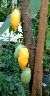 Theobroma cacao - Fruits - Click to enlarge!