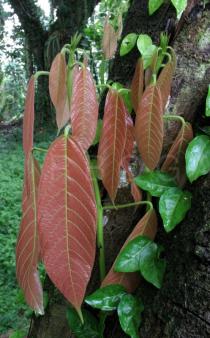 Theobroma cacao - New leaf flush - Click to enlarge!