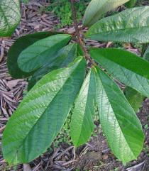 Theobroma grandiflorum - Leaves - Click to enlarge!