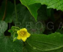 Thladiantha grandisepala - Flower - Click to enlarge!