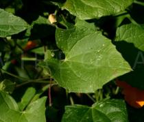Thunbergia alata - Leaf - Click to enlarge!