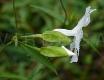 Thunbergia fragrans - Flower, side view - Click to enlarge!