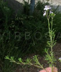 Thymus caespititius - Foliage - Click to enlarge!