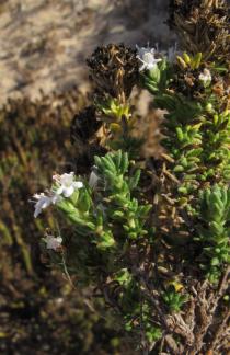 Thymus carnosus - Flowers, side view - Click to enlarge!