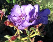 Tibouchina pereirae - Flower - Click to enlarge!