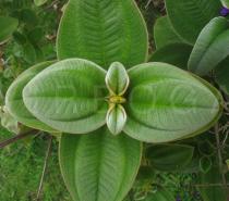 Tibouchina urvilleana - Leaf arrangement - Click to enlarge!