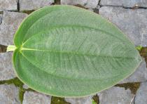 Tibouchina urvilleana - Upper leaf surface - Click to enlarge!