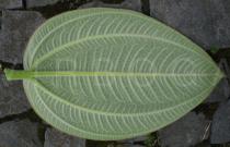 Tibouchina urvilleana - Lower side of leaf - Click to enlarge!